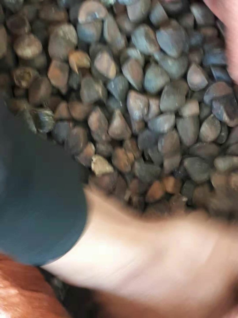 茶油籽