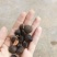 茶油籽