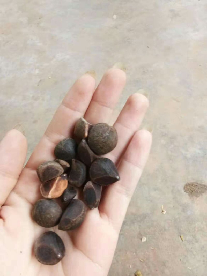 茶油籽