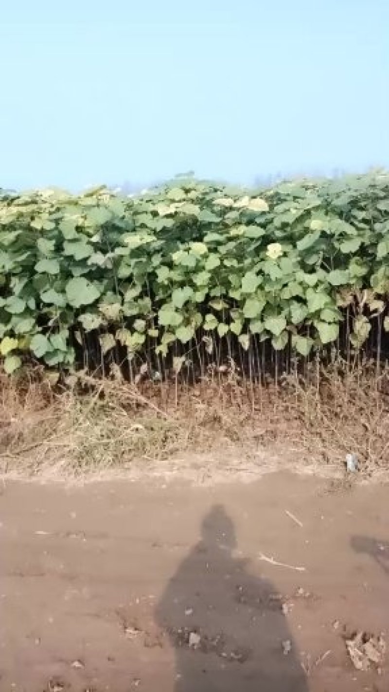 梓树苗