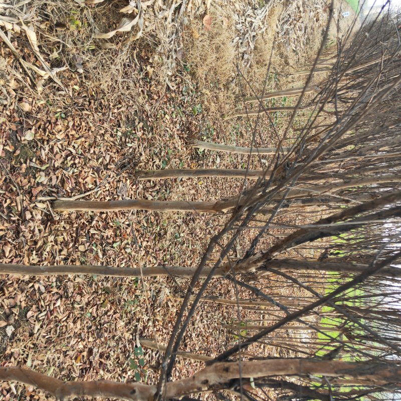 百日红紫薇绿化专用代发全国质优价廉