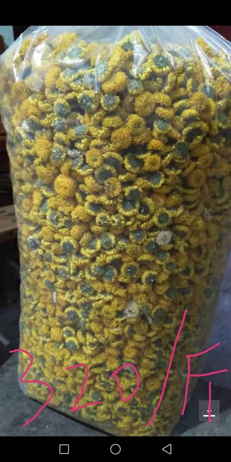 金丝皇菊花茶