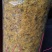 金丝皇菊花茶