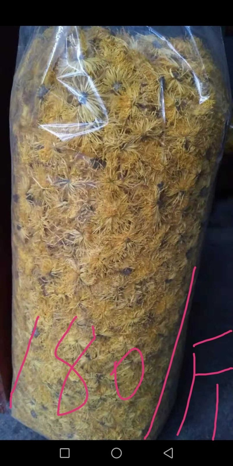 金丝皇菊花茶