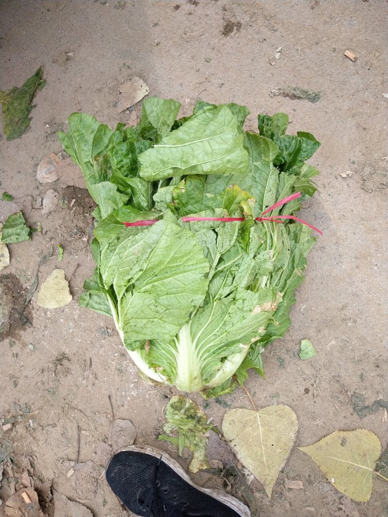 德高101大白菜，产地直供，毛菜，净菜都有货