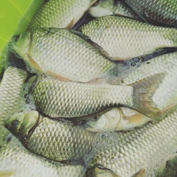 纯野生鲫鱼