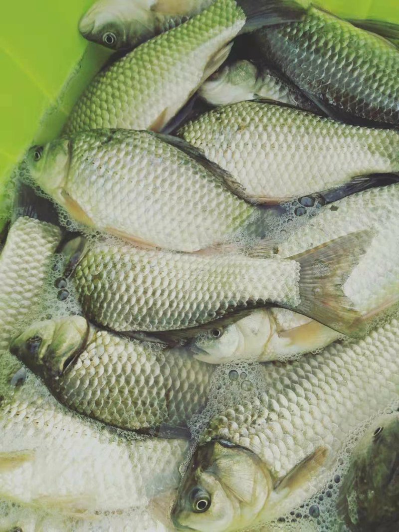 纯野生鲫鱼