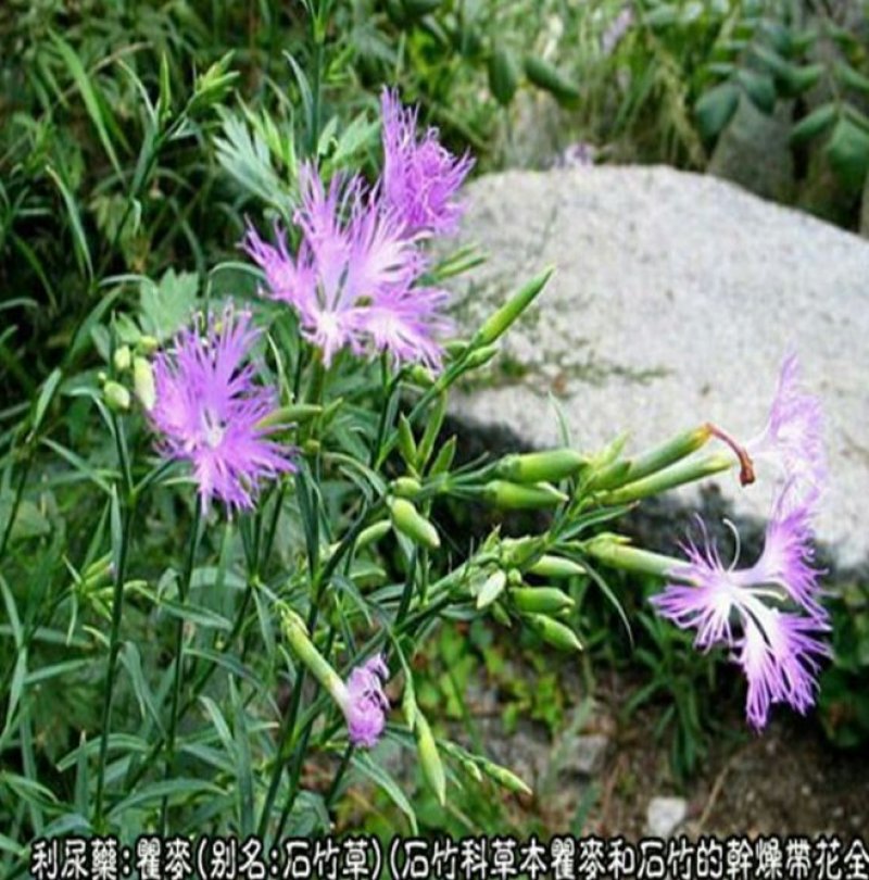 瞿麦野生河南省支持线上保障交易