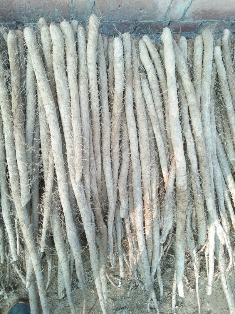 白玉小山药