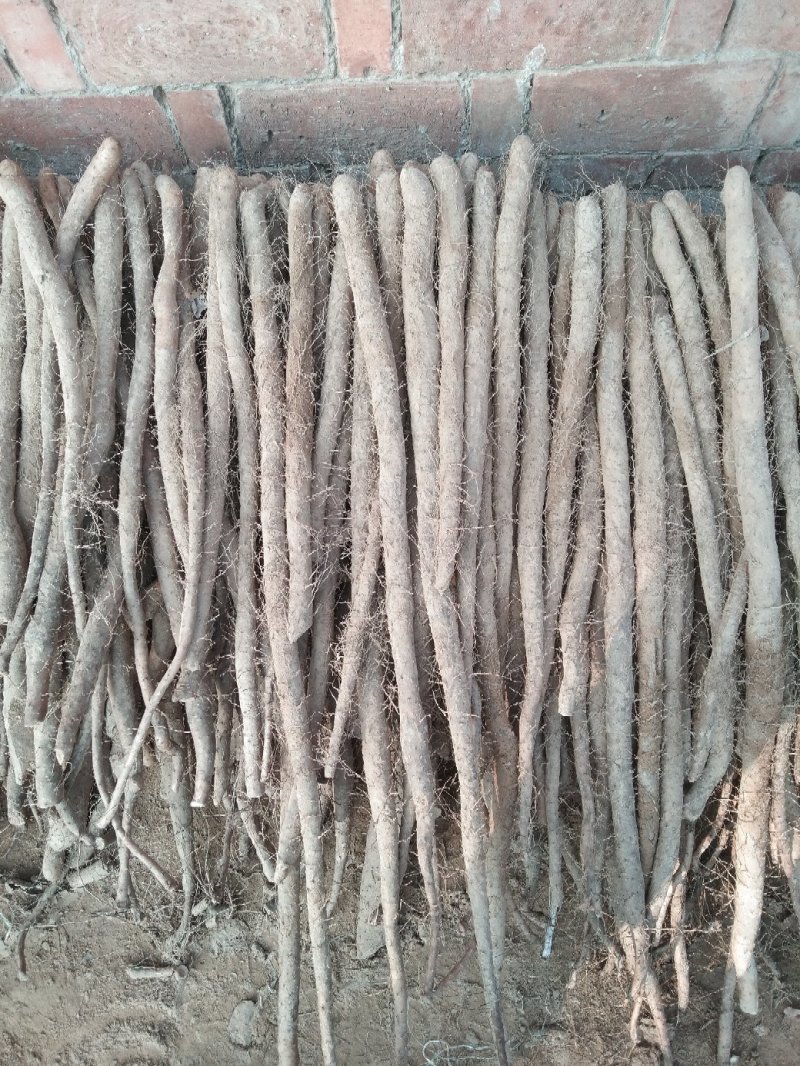 白玉小山药