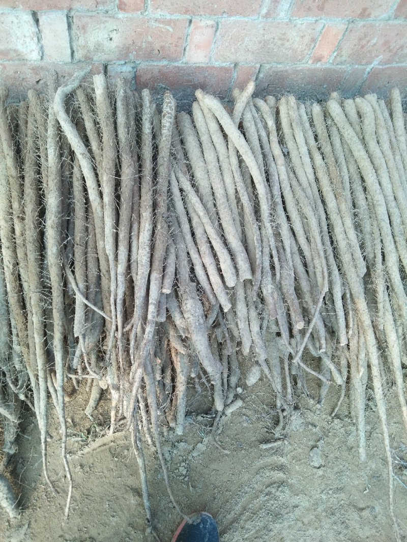 白玉小山药