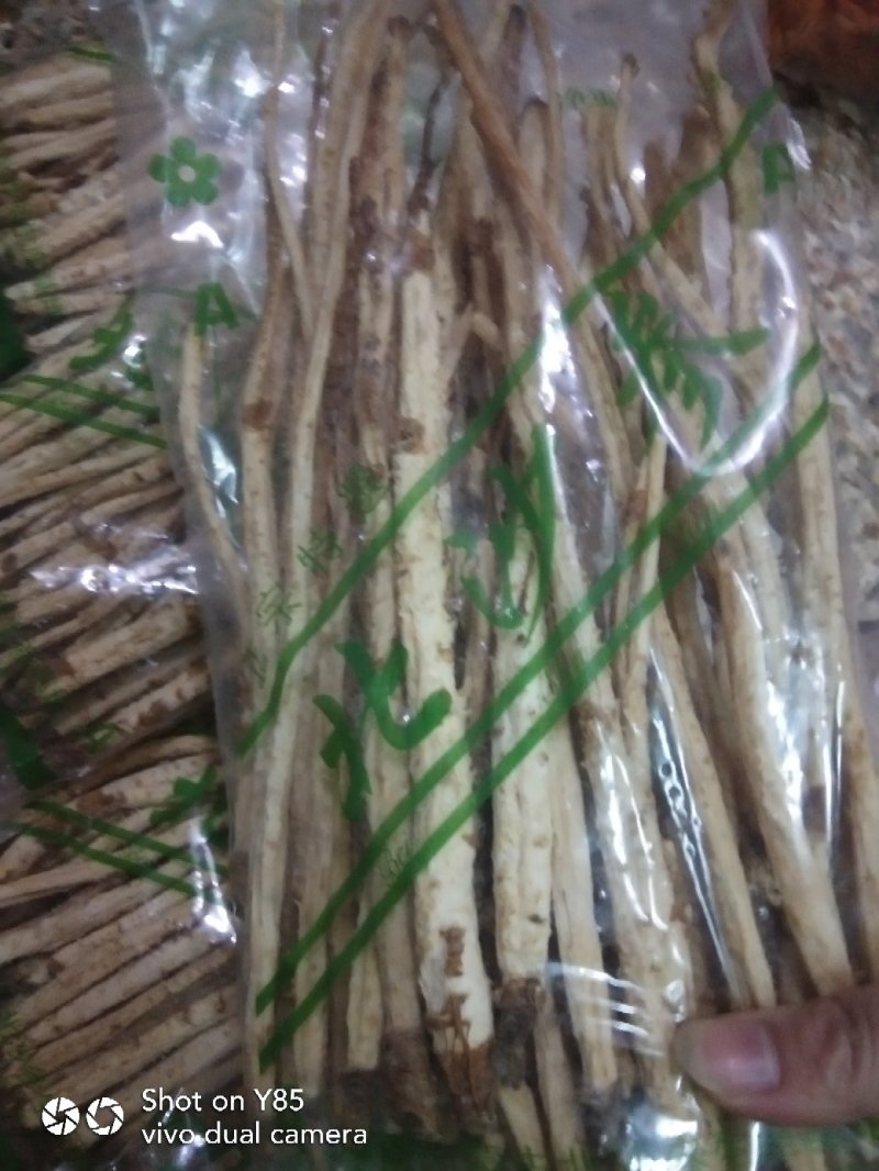 北沙参