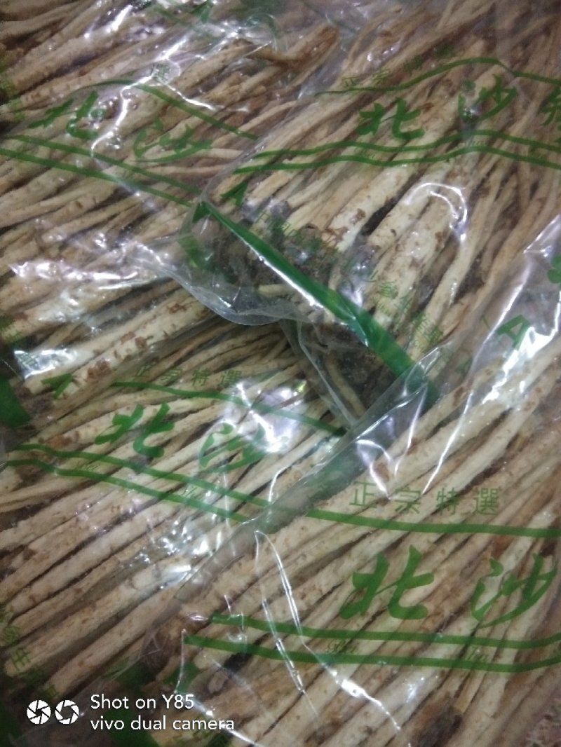 北沙参