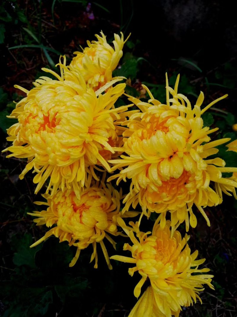 元甲山牌金丝皇菊