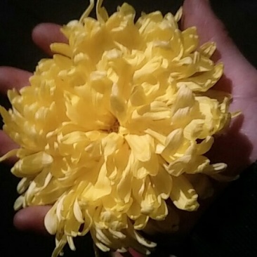 金丝黄菊（已烘干）