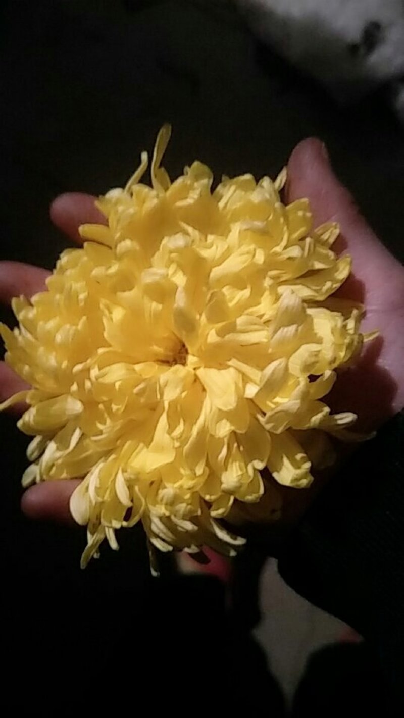 金丝黄菊（已烘干）