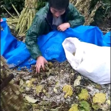 紫苏油