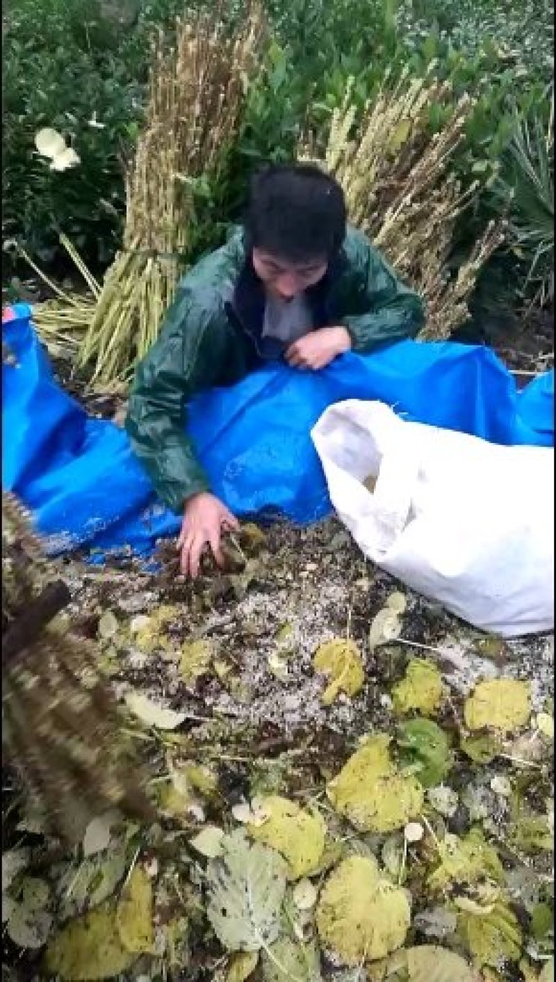 紫苏油