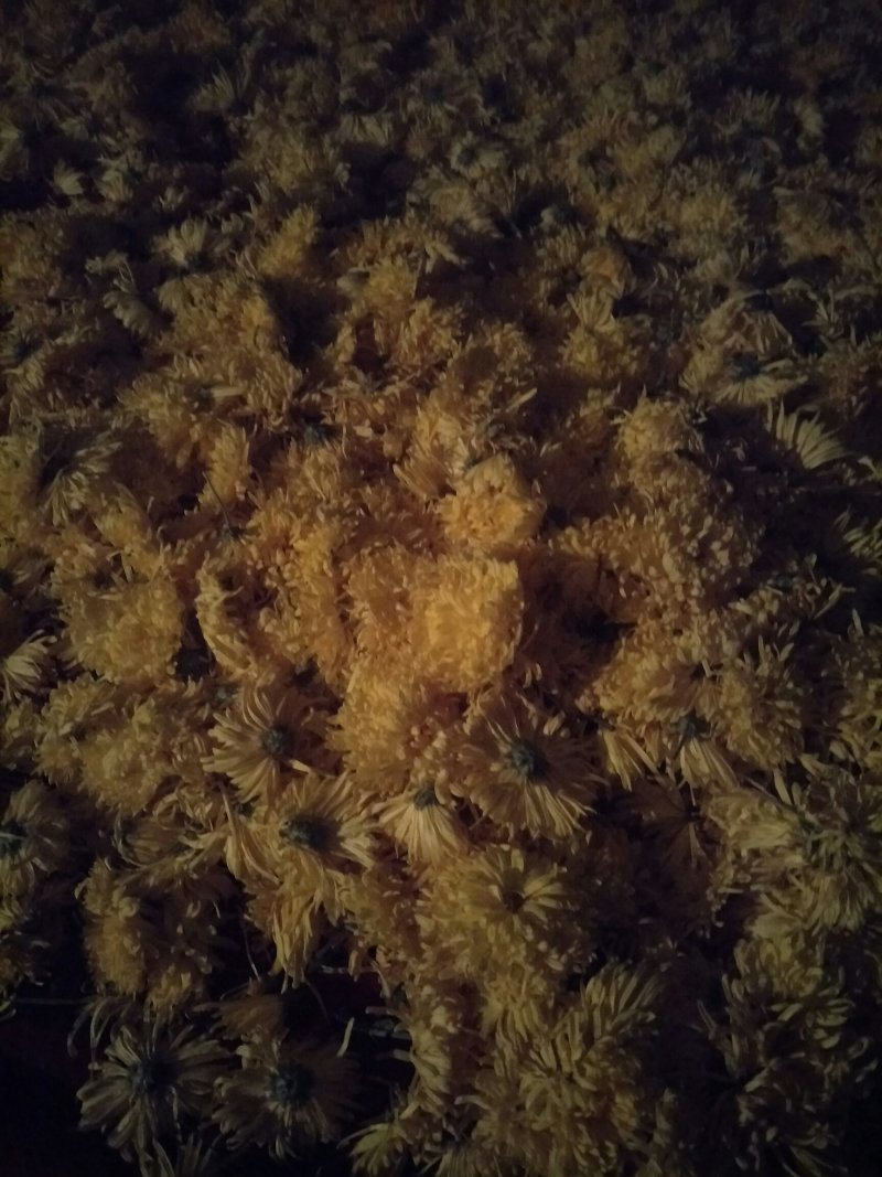 金丝黄菊（已烘干）