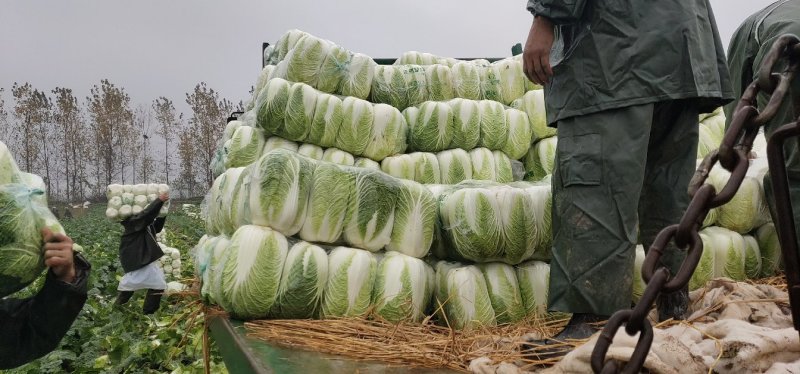 🔥精品黄心大白菜🔥产地直供✔保质保量✔大量供应中🔥