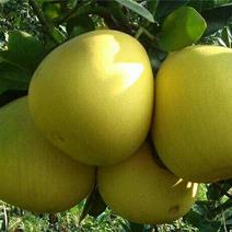黄金蜜柚苗品质保证签合同出售基地批发保湿发货
