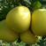 黄金蜜柚苗品质保证签合同出售基地批发保湿发货