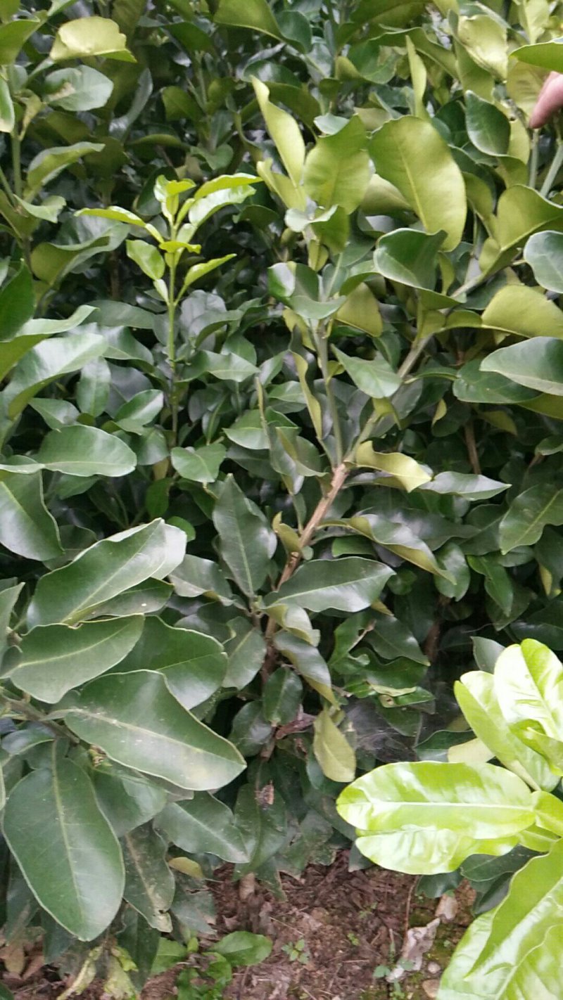 黄金蜜柚苗品质保证签合同出售基地批发保湿发货