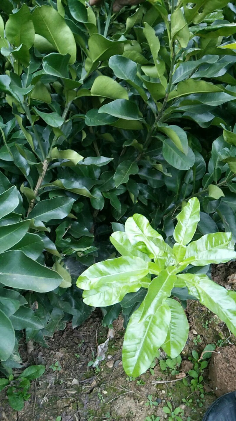 黄金蜜柚苗品质保证签合同出售基地批发保湿发货