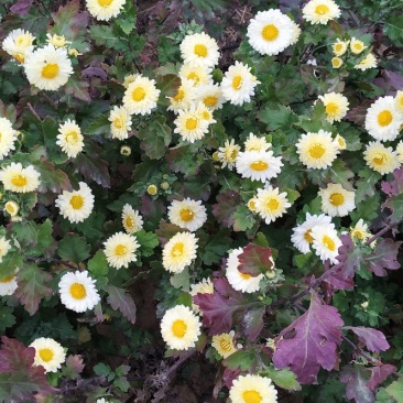 菊花茶