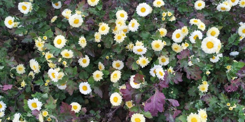 菊花茶