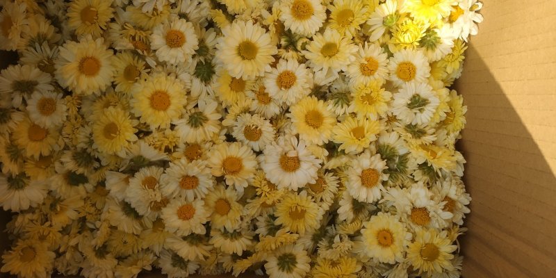 菊花茶