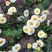 菊花茶