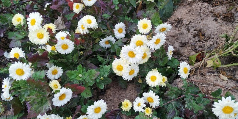菊花茶