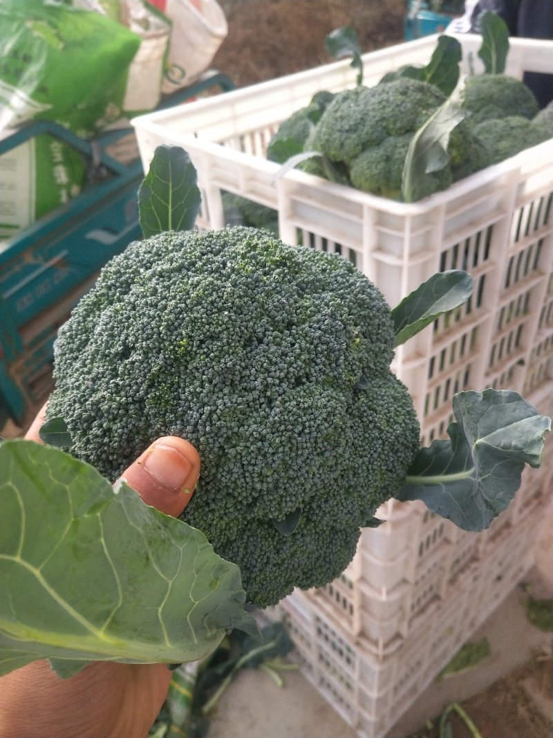 大量供应优秀西兰花