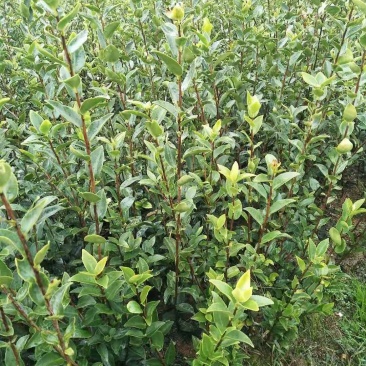 中国高产嫁接油茶苗