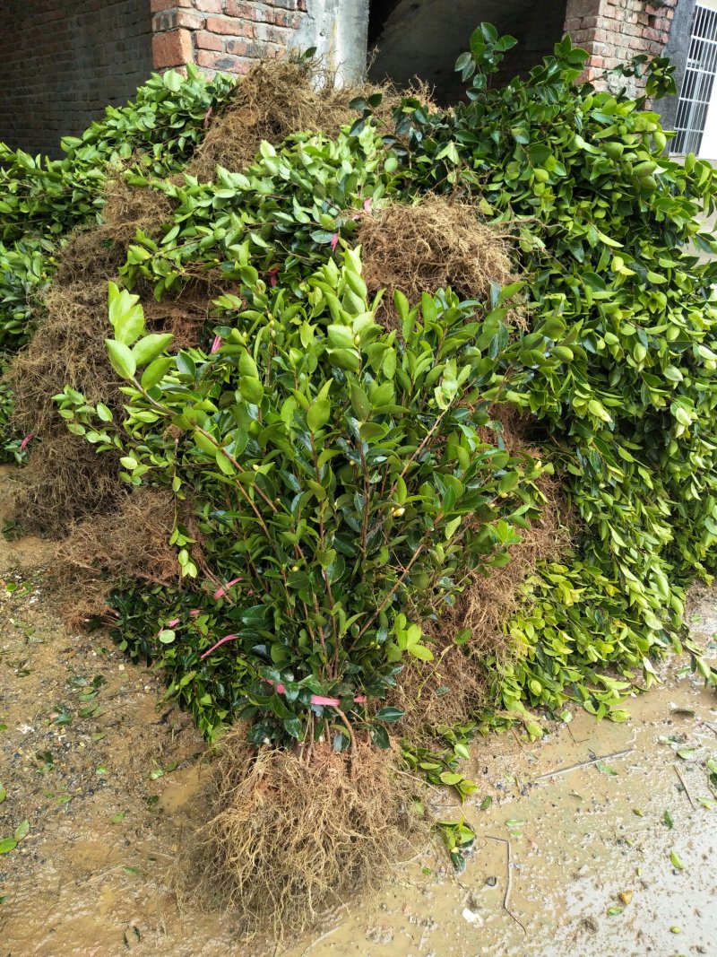 中国高产嫁接油茶苗