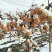知音雪梨，超强抗氧化国内第一家特价供应