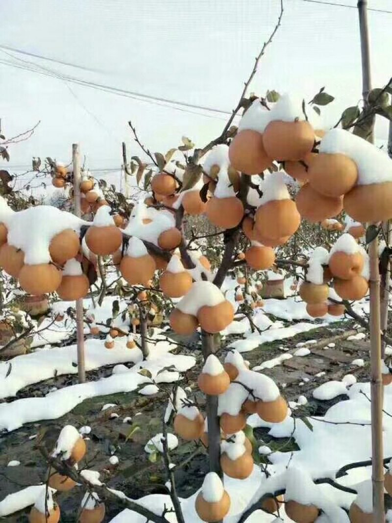 知音雪梨，超强抗氧化国内第一家特价供应