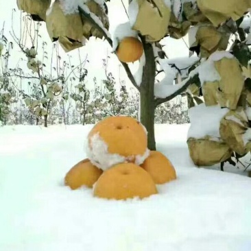 知音雪梨，超强抗氧化国内第一家特价供应
