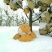 知音雪梨，超强抗氧化国内第一家特价供应