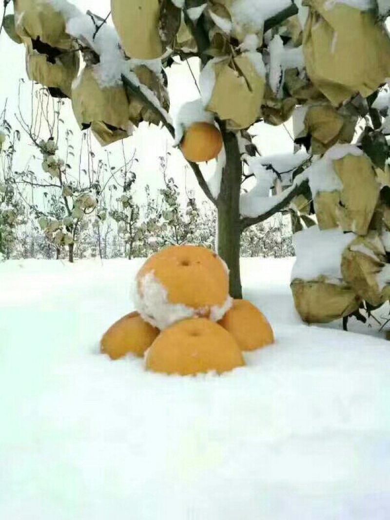 知音雪梨，超强抗氧化国内第一家特价供应