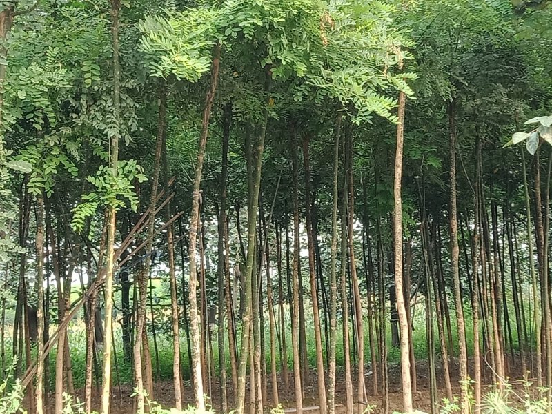 国槐苗