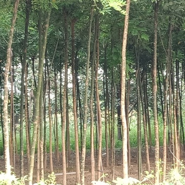 国槐苗