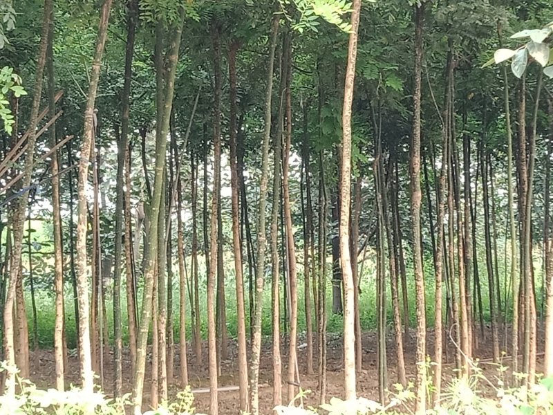 国槐苗