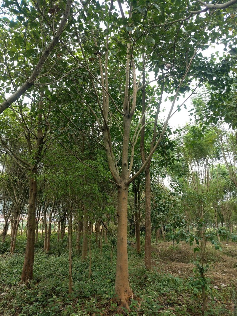红皮榕