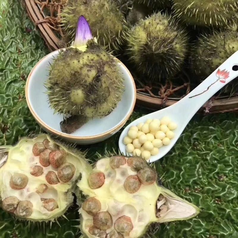 芡实
