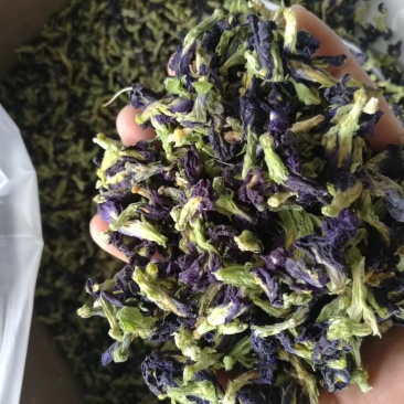 2021蝶豆花蓝蝴蝶，颜色鲜艳，干度很好，量大从优