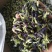 2021蝶豆花蓝蝴蝶，颜色鲜艳，干度很好，量大从优
