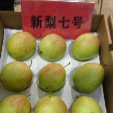 新梨七号梨苗1公分2公分3公分4公分