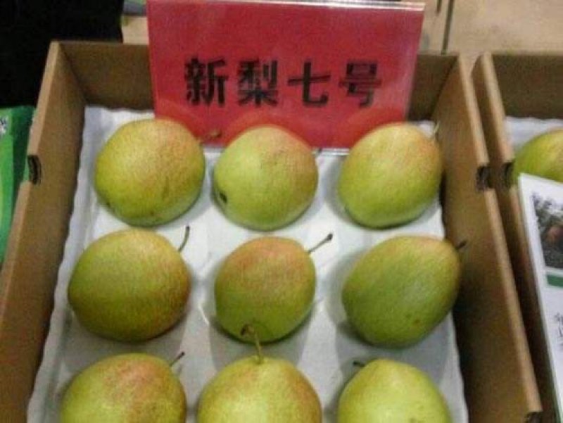 新梨七号梨苗1公分2公分3公分4公分